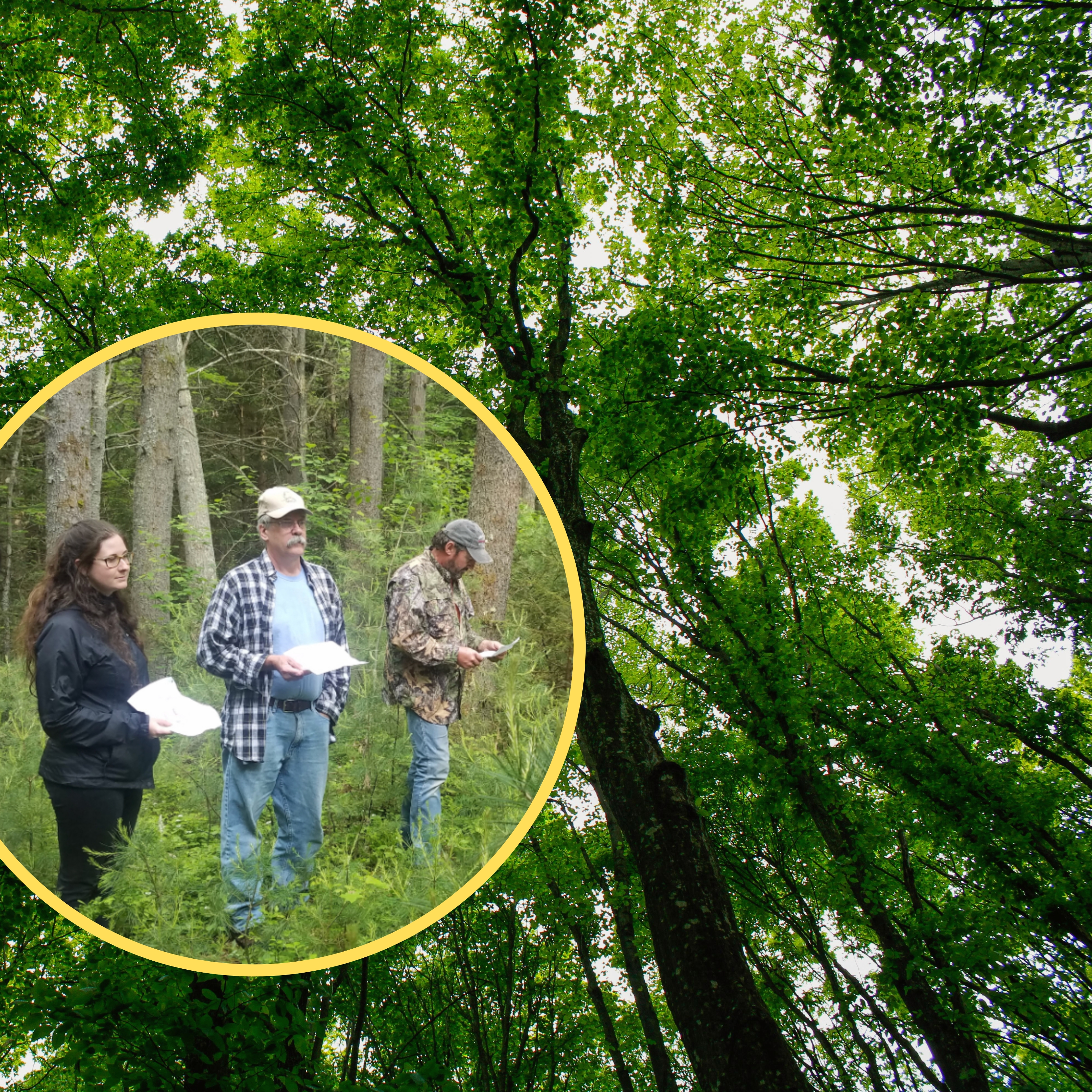 Woods Walk for Landowners